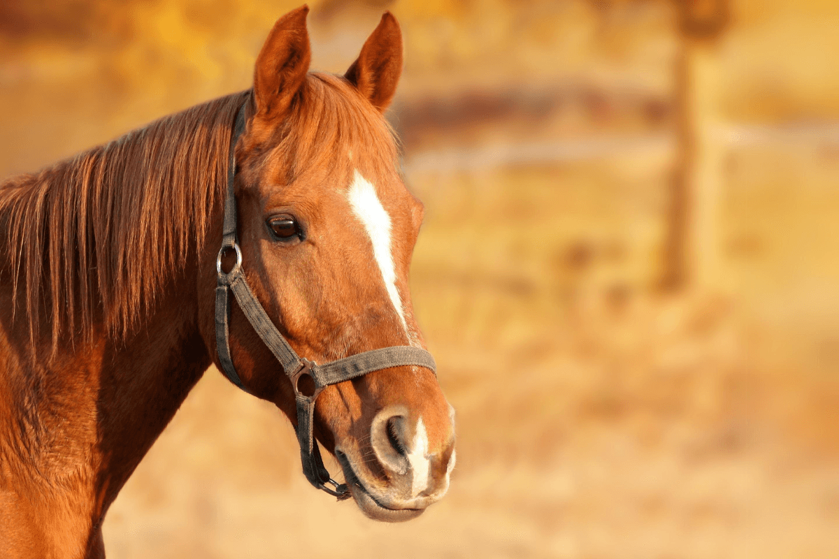 Digitalización de Procesos Registro Equino
